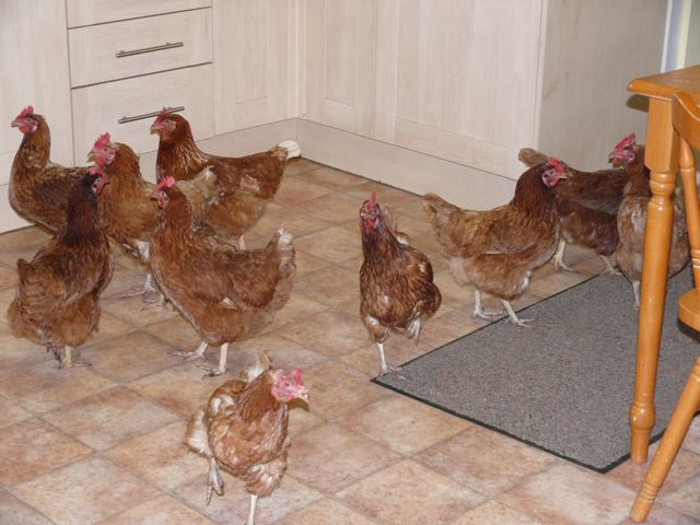 Lynn's Chickens