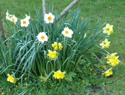 daffodils image