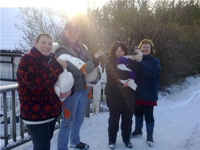 rescuing geese photo