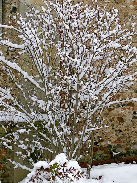 The Churchyard in snow