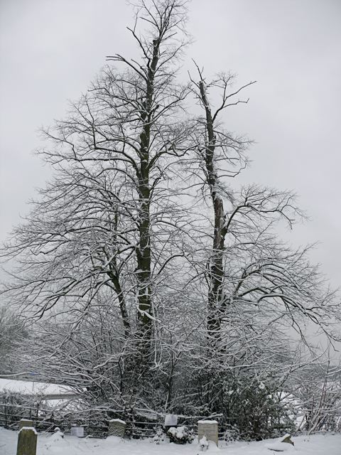 The Churchyard in snow