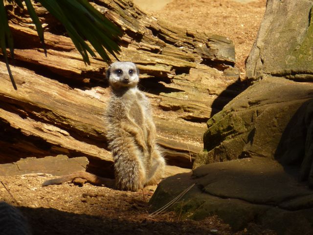 Colchester Zoo