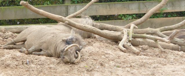 Colchester Zoo