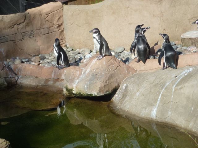 Colchester Zoo