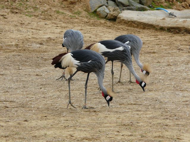 Colchester Zoo