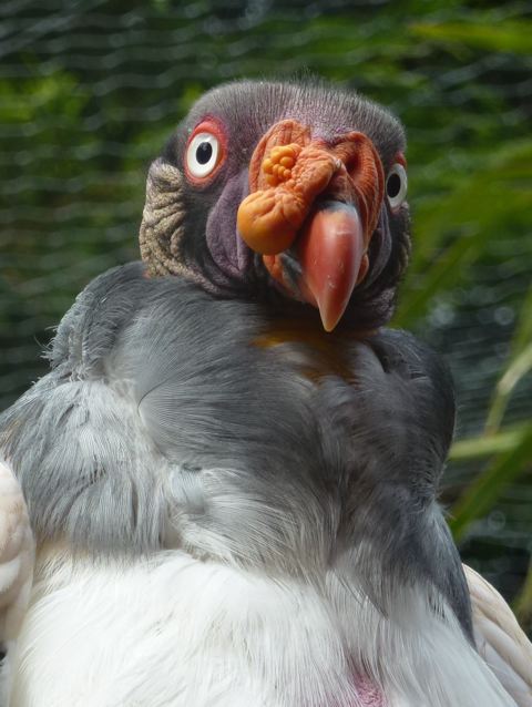 Colchester Zoo