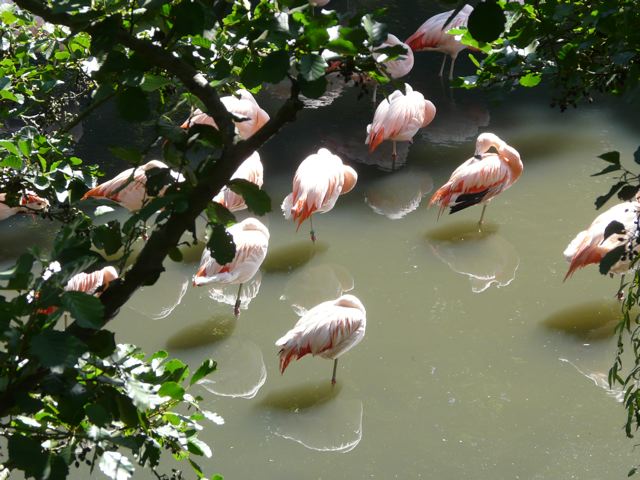 Colchester Zoo