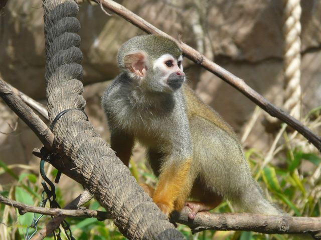 Colchester Zoo