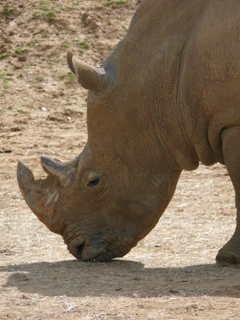 Colchester Zoo